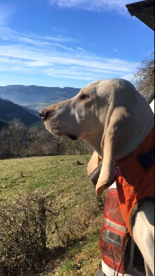 Étalon Porcelaine - Roxia Titre Initial