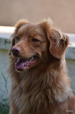 Étalon Retriever de la Nouvelle-Ecosse - Utha des pattes calines