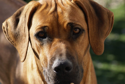 Étalon Rhodesian Ridgeback - Rhode island Out of africa