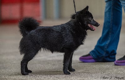 Étalon Schipperke - Vis ma vie de l'empire du Phoenix