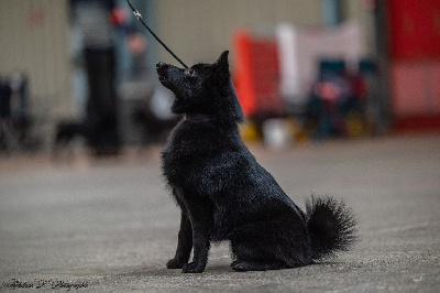 Étalon Schipperke - Vayana princess guerrière de l'empire du Phoenix