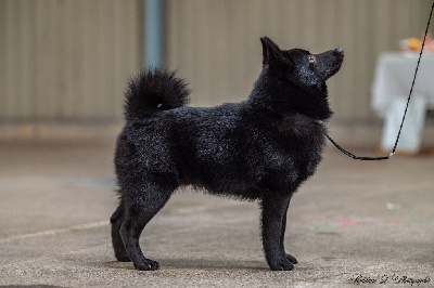 Étalon Schipperke - Vin de dious de l'empire du Phoenix