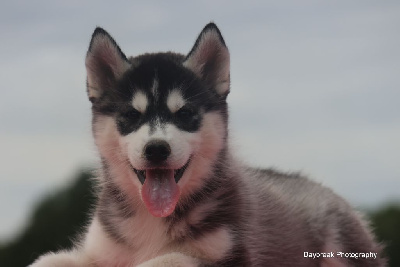 Étalon Siberian Husky - Viking siggy de Daybreak Northern