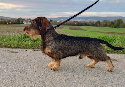 Étalon Teckel poil dur - CH. Kobeddus Venator est lex
