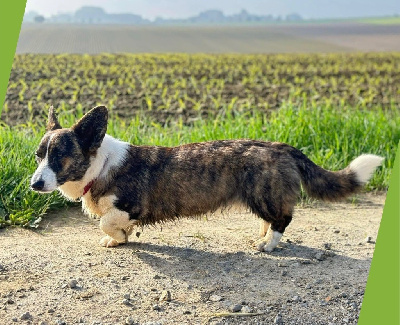Étalon Welsh Corgi Cardigan - U my charming daphné Des Plaines Du Nid D'Arlequin