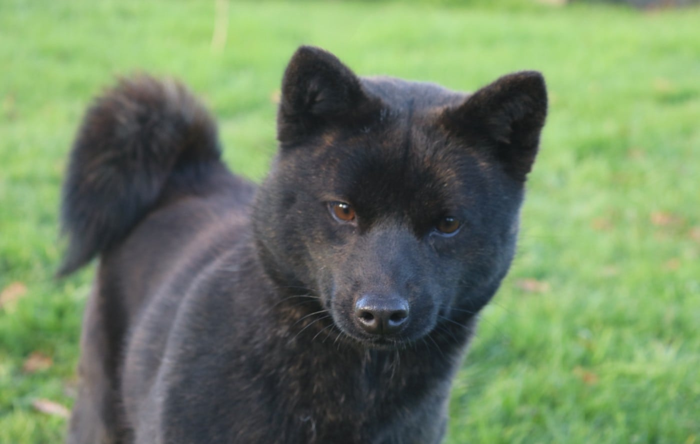 Publication : Des Fideles Akita Ken Auteur : Rosie COOMBS