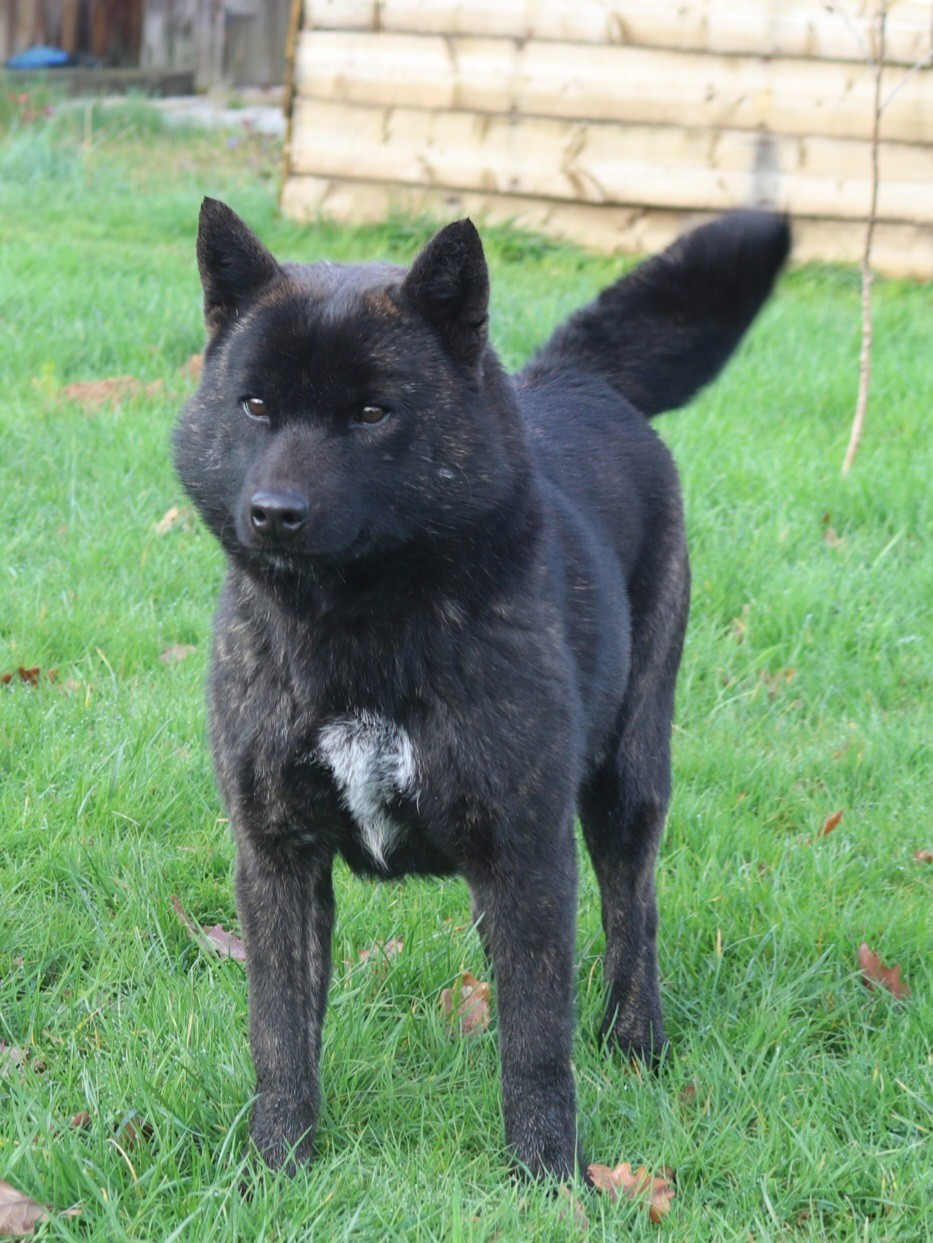 Kikumi go fuurinkazan