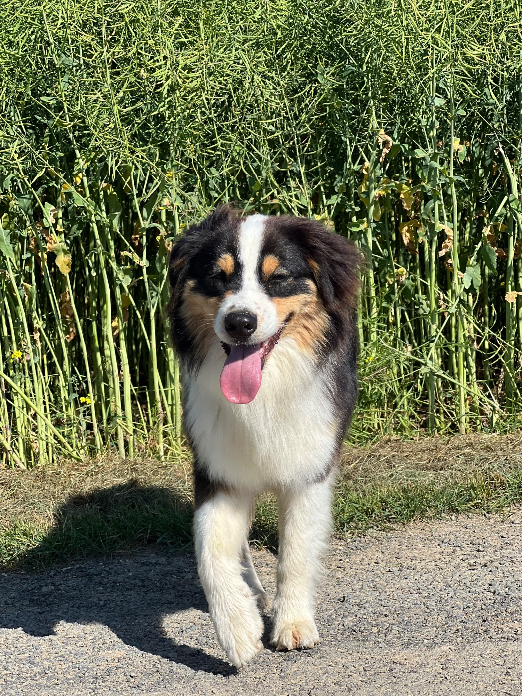 Publication : du clos du lambon Auteur : Du Clos Du Lambon