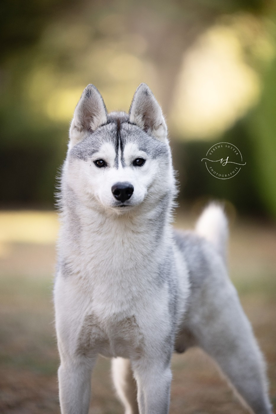 Publication : Des Chants Nordiques 