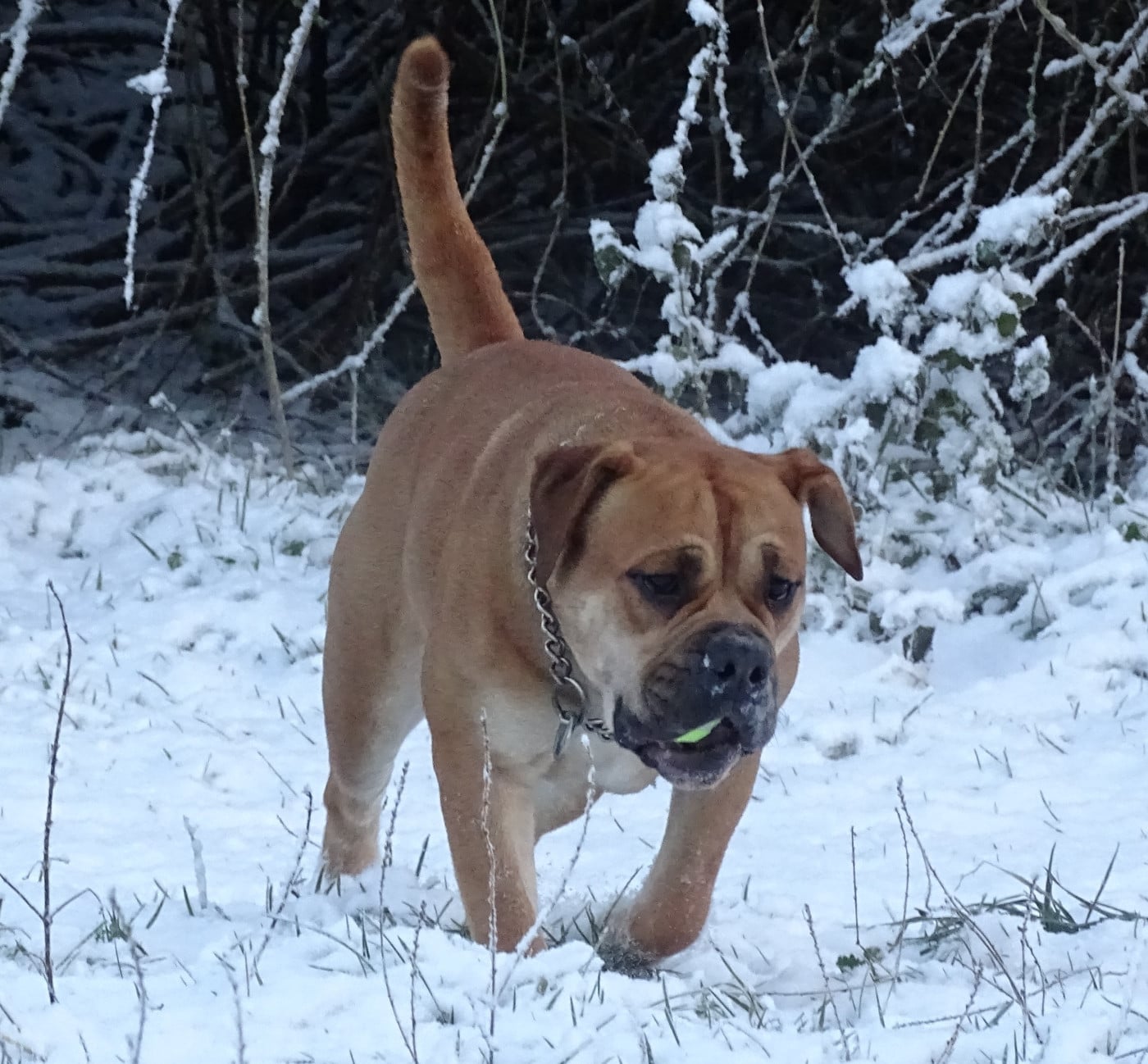 Publication : du Mont de l'Aigle