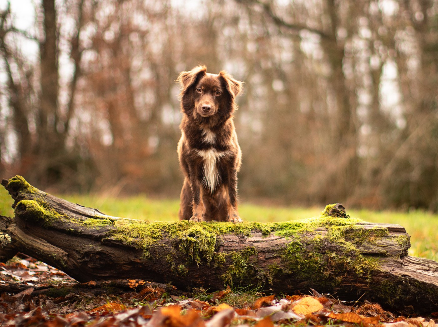 Publication : Du Clair De Lune Rouge 