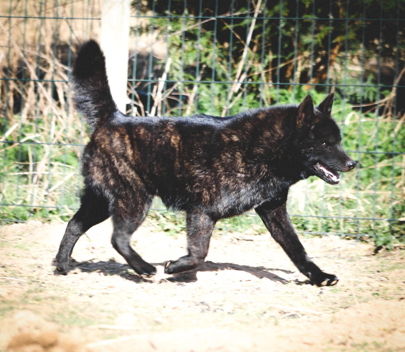 Publication : Des Fideles Akita Ken 