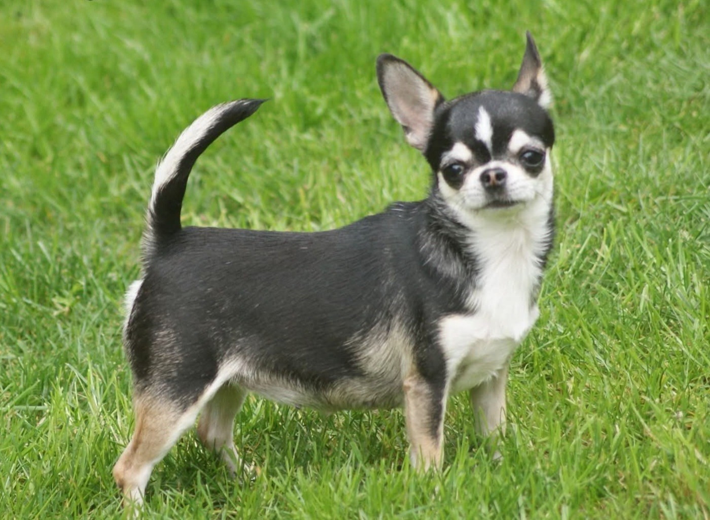 Publication : Du Grimoire Des Nains