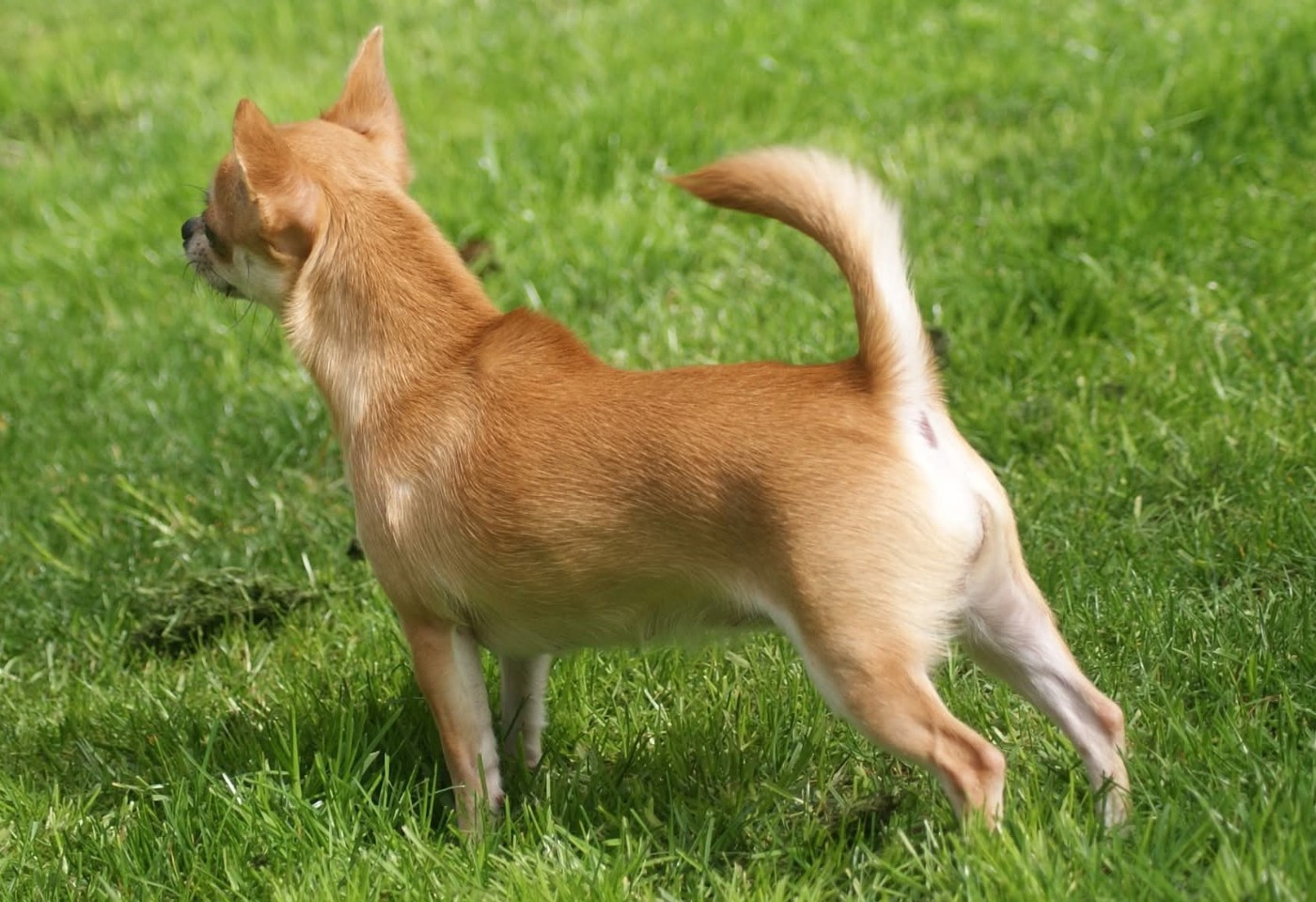 Publication : Du Grimoire Des Nains