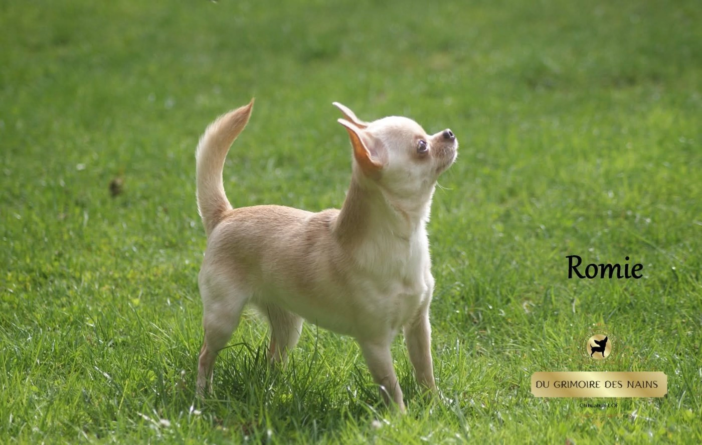 Publication : Du Grimoire Des Nains