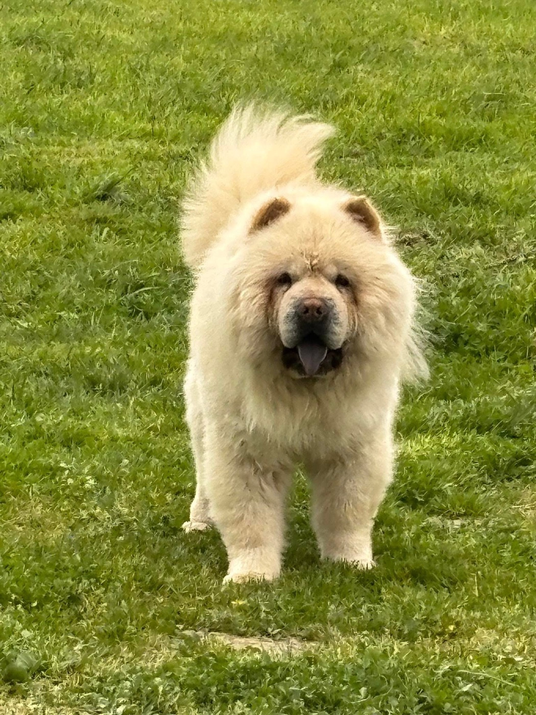 Publication : Du Domaine Des Grosses Papattes Auteur : friedmann