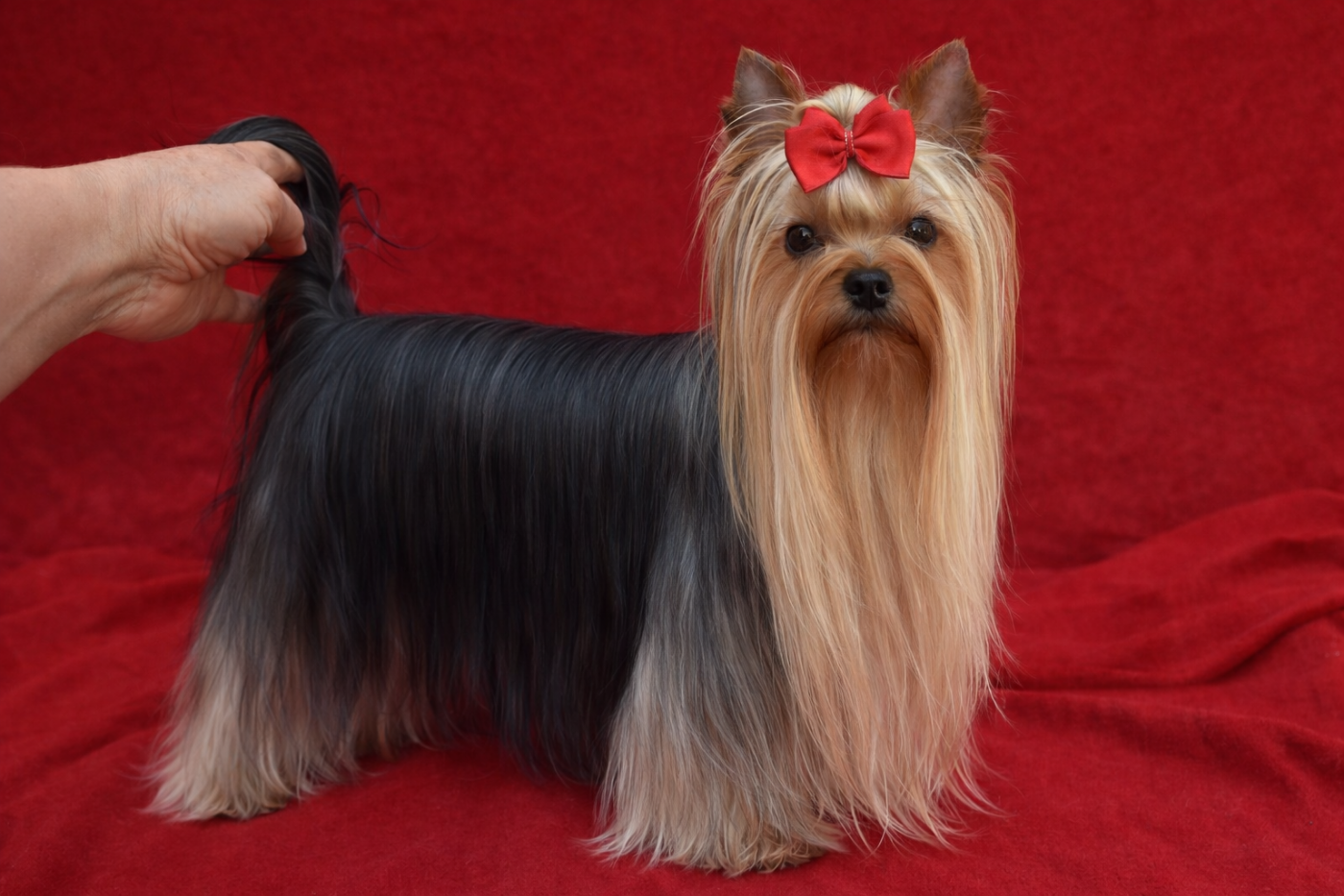 Publication : Horfeo's