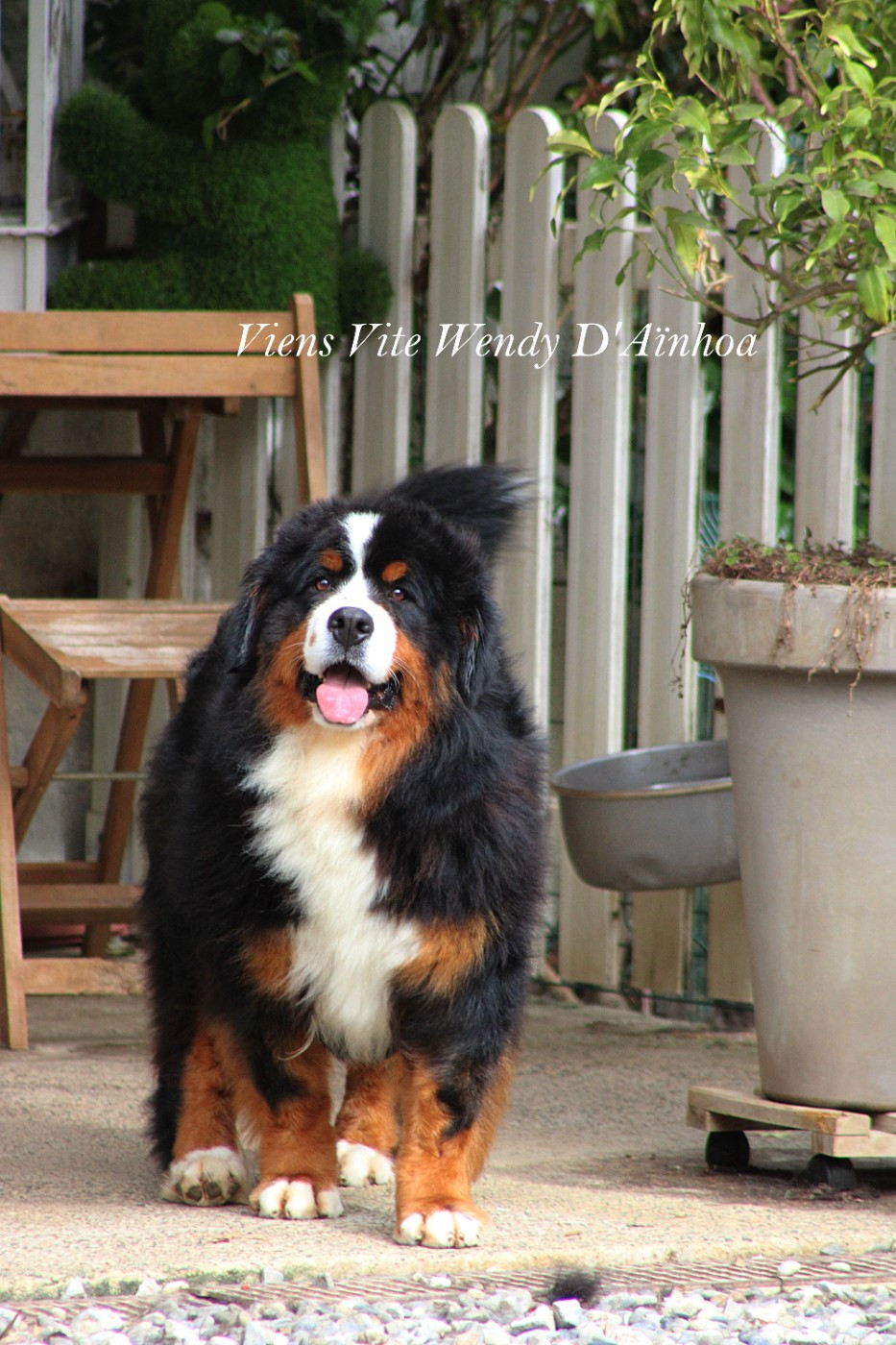 Publication : D'Ainhoa Auteur : Bonnenfant Yann