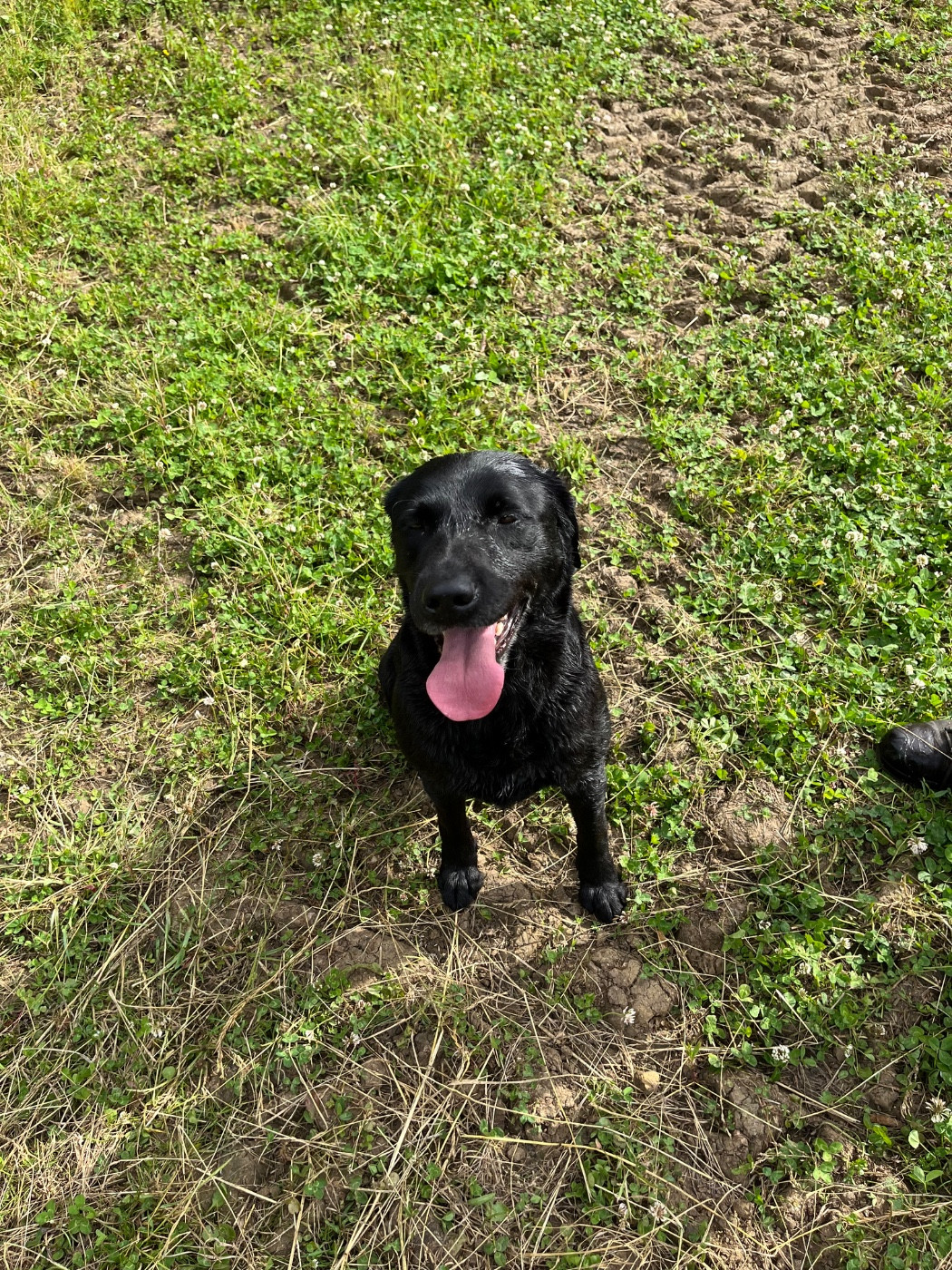 Publication : Des Roseaux Normands 