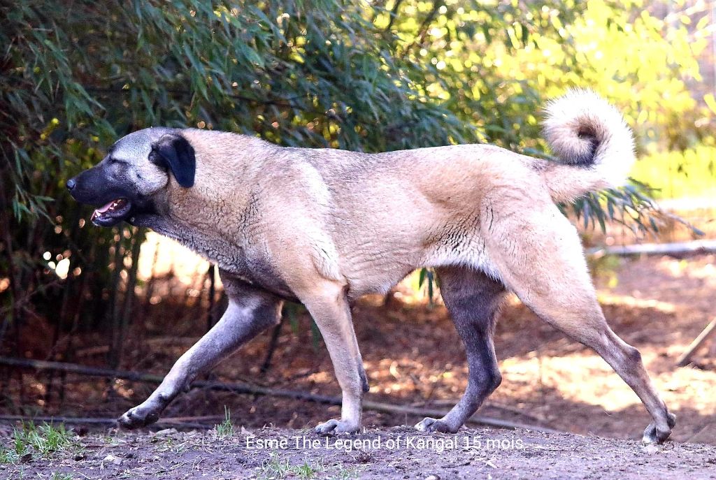 Publication : The Legend Of Kangal Auteur : The Legend of Kangal