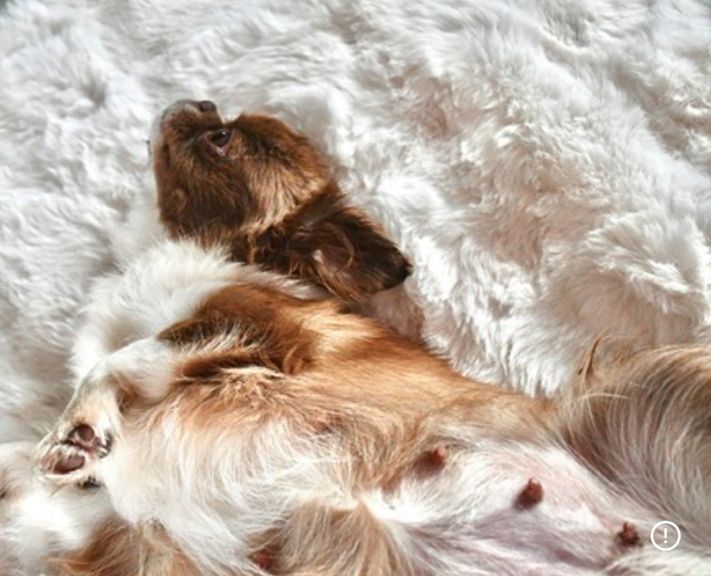 Publication : Des Pattounes Douces 