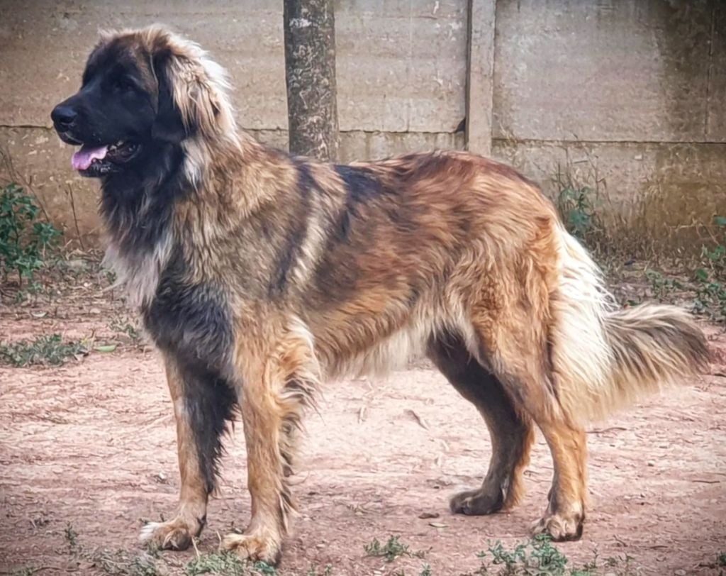 Publication : de Can Font Auteur : CAN FONT