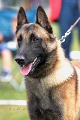 Étalon Berger Belge - maski du van lappeenranta Undercut