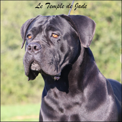 Étalon Cane Corso - U'flora du temple de jade