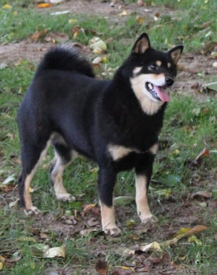 Étalon Shiba - T'subaru shiba The Legend Of Kangal