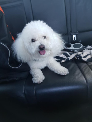 Étalon Bichon Frise - du Rosier Blanc RIO DE LA GRANDE EQUINOXE