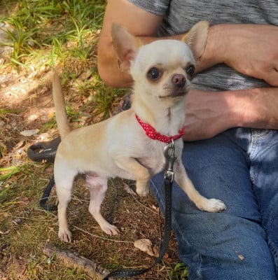 Étalon Chihuahua - Sugar baby de L'Arbre des Batailles