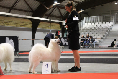 Étalon Samoyède - Viaggio idro Swirls Of Light