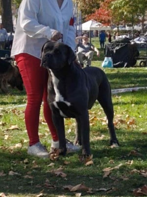 Étalon Cane Corso - CH. Uppercut du Domaine Des Terres Noires