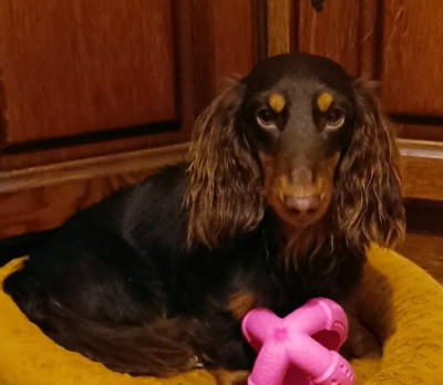 Étalon Teckel poil long - Littl Fut Uniko nel suo genere