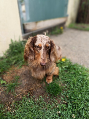 Étalon Teckel poil long - Littl Fut Xtrem choco spirit