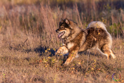 Étalon Eurasier - Valknut De Prana Des Loups