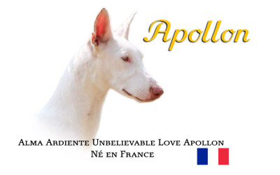 Étalon Podenco d'Ibiza - Alma Ardiente Unbelievable love apollon