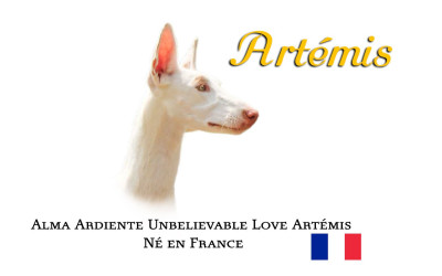 Étalon Podenco d'Ibiza - Alma Ardiente Unbelievable Love Artémis