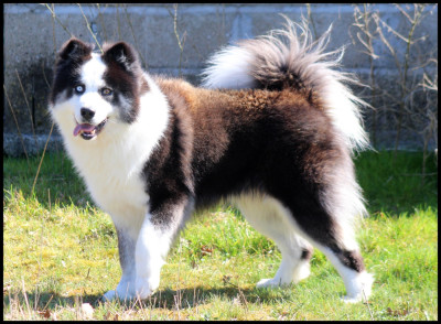 Étalon Laika de iakoutie - Ultimate fight L'eden Des Shokou