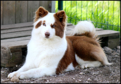 Étalon Laika de iakoutie - svobodnaya staya Opium divine