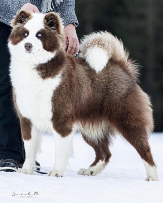 Étalon Laika de iakoutie - Venom L'eden Des Shokou