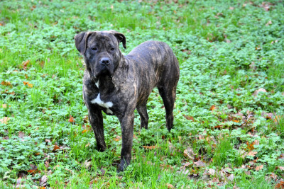Étalon Dogo Canario - Vados Los Nobles Del Norte