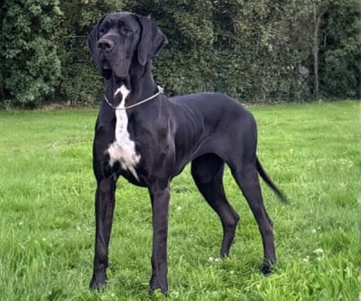 Étalon Dogue allemand - Madonna de dogalmar