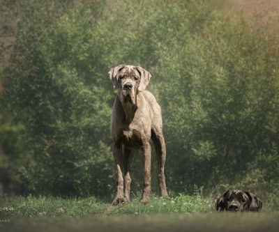 Étalon Dogue allemand - Vera Des Iles Aux Falaises