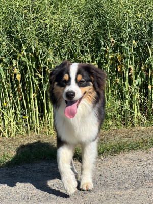 Étalon Berger Australien - Vaya du Feeling de Nolister