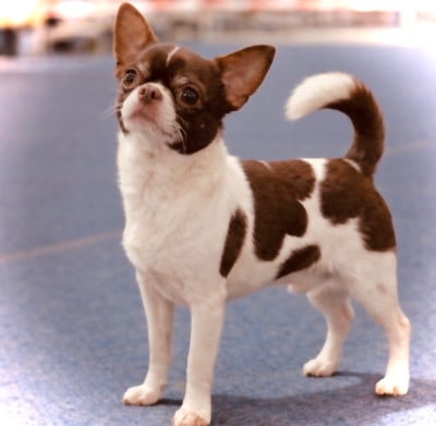 Étalon Chihuahua - Yin yang chocolate strana elfov