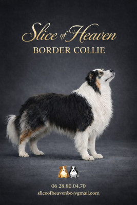 Étalon Border Collie - Slice Of Heaven Uston