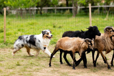 Étalon Berger Australien - Union jacques Du Tipi Farfelu