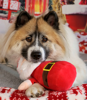 Étalon Bangkaew de Thailande - Vivo per lei des Lueurs d'Antares