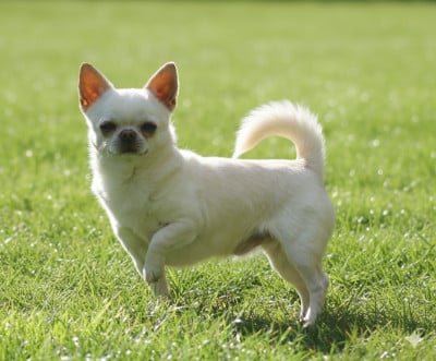 Étalon Chihuahua - CH. P'tit pimousse De L'empire De Ganesh